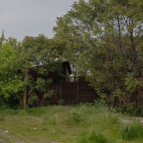 Clujenii din Gheorgheni se plâng de invazia animalelor