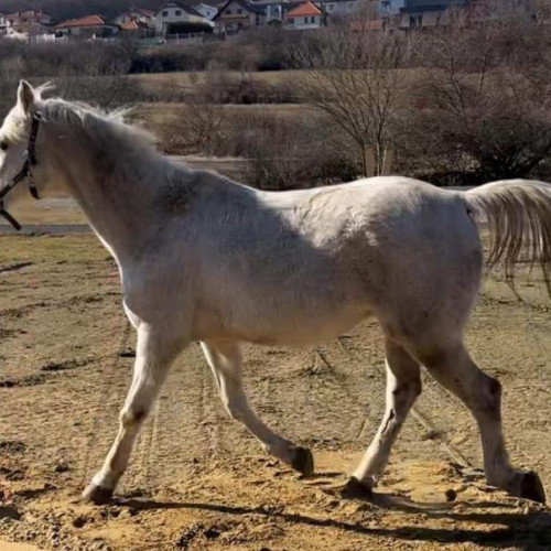 Cal de rasa pur sânge arab furat din Florești