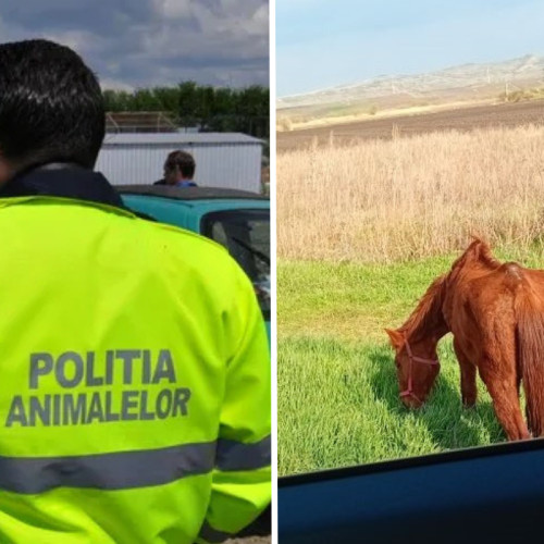 Proprietarul calului slăbit din Juc-Herghelie a fost identificat și sancționat
