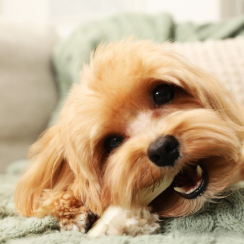 Obligatorie sterilizarea câinilor fără stăpân