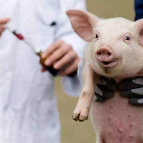 Focar de pestă porcină africană confirmat în Botoșani