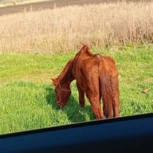 Un cal slab, salvat după intervenția autorităților din Cluj