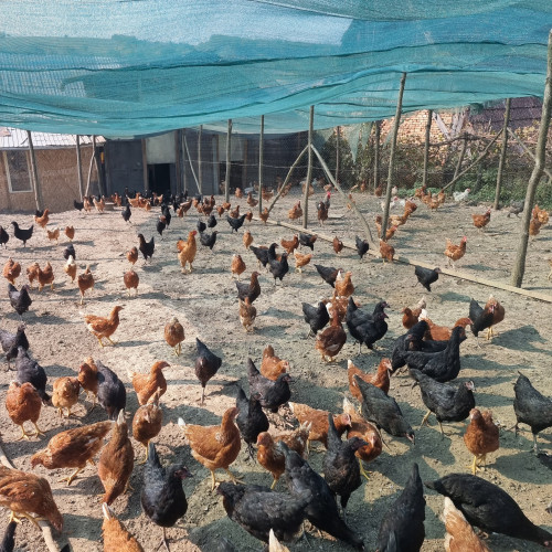 Cifra de afaceri a fermelor de păsări din Sibiu în 2023