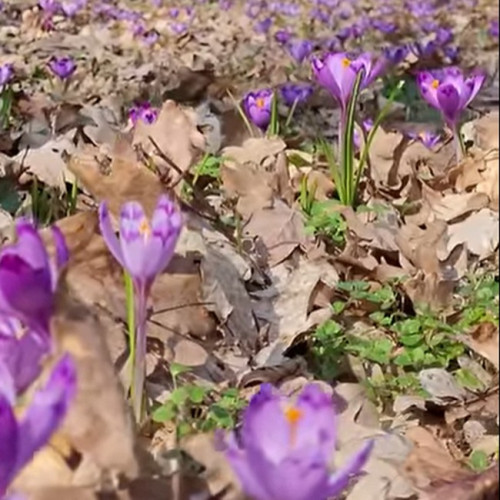 Prognoza meteo pentru perioada 14 aprilie - 12 mai 2025