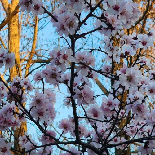 Târg de Florii în Parcul IOR: Oferte culinare și distracție pentru toată familia