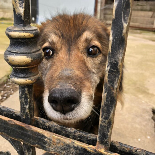 Verificări ale imobilelor din Rahova pentru controlul câinilor