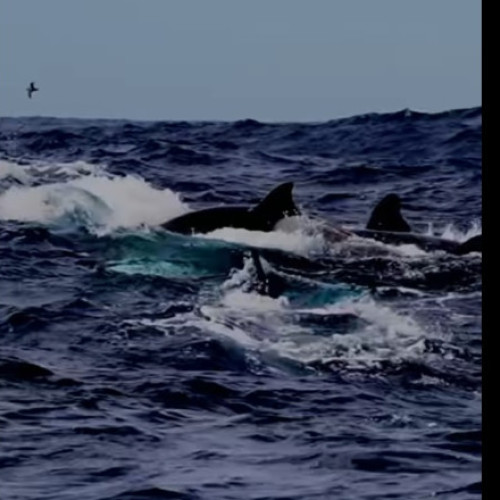 Cinci familii de orci vânează o balenă albastră în Australia