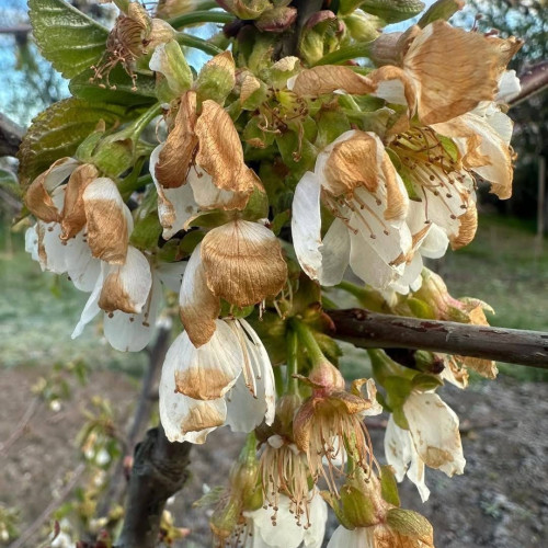 Ninsorile târzii afectează grav agricultura românească