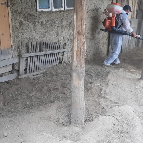 Focar de pestă porcină africană confirmat în Ungureni