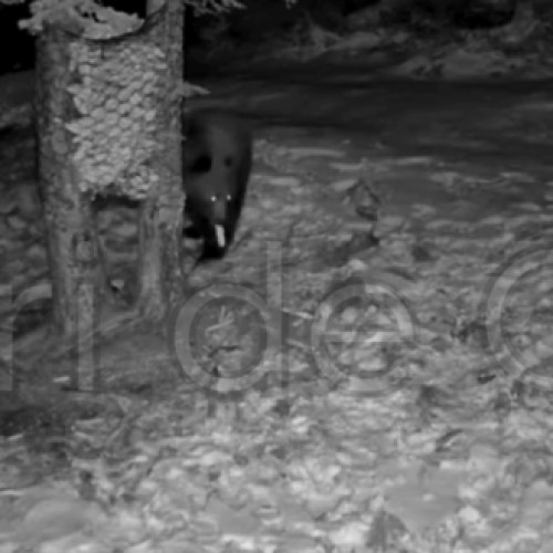 Un urs adorabil a fost surprins în pădurile din Cluj