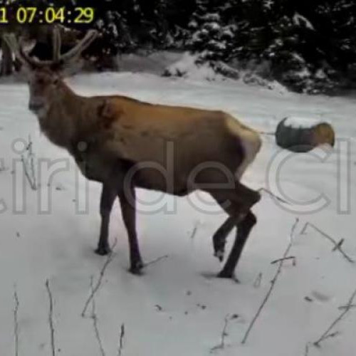 Trei cerbi impresionanți surprinși în pădurile din Cluj