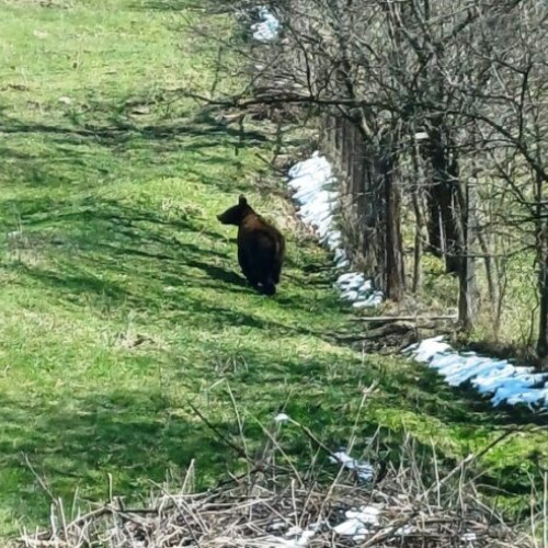 Urs brun amenință comunitatea din Soveja