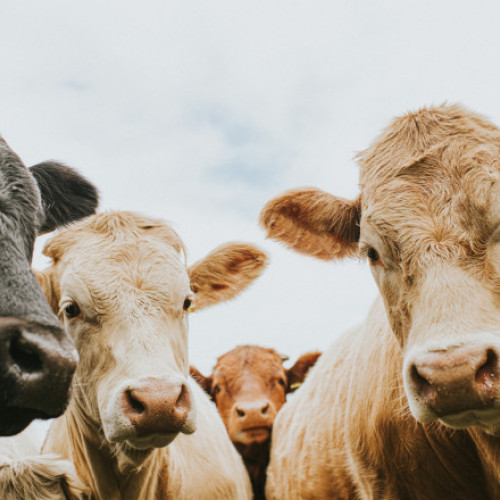 România activează măsuri de urgență pentru prevenirea febrei aftoase