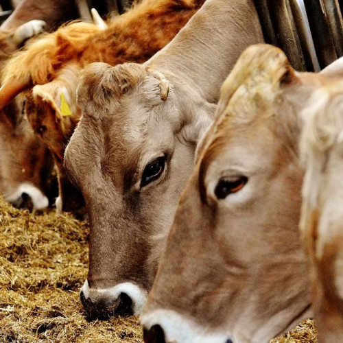 Mecanisme de urgență activate pentru protecția sănătății animalelor în România