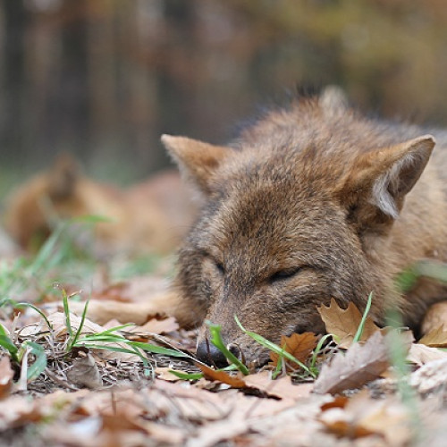 Focar de rabie confirmat în județul Satu Mare
