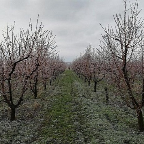 Deputatul Adrian Cozma cere ajutoare pentru pomicultorii afectați de îngheț