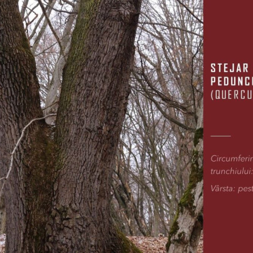 Arborii remarcabili de pe malul râului Bistrița Ardeleană