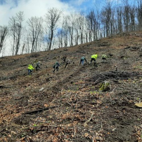Acțiune de împădurire în Baita, Maramureș