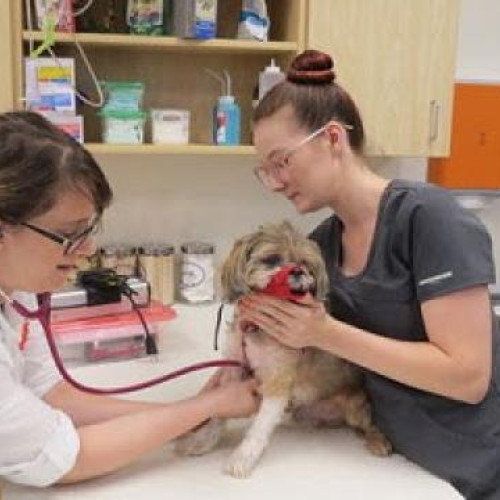 Clinica veterinară Trivet din Cluj, achiziționată de PartnerVet