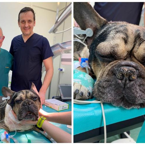 Buldogul Arni primește o șansă la o viață normală