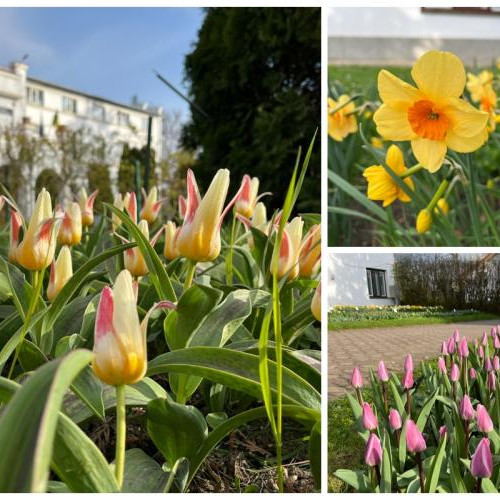 Spectacol de primăvară la Grădina Botanică "Alexandru Borza" din Cluj