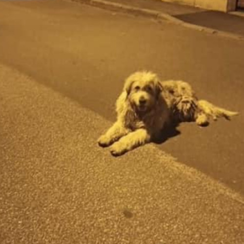 Clujenii din Borhanci se plâng de câinii de la o stână