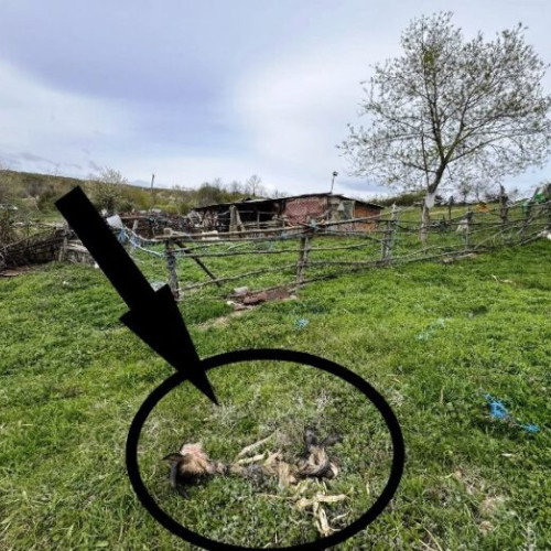 Creșterea incidentelor cu urși în Vrancea, pe fondul încălzirii vremii