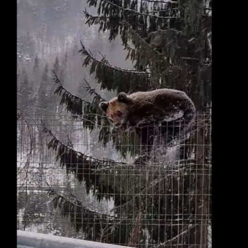 Modificări legislative privind intervenția în cazul urșilor