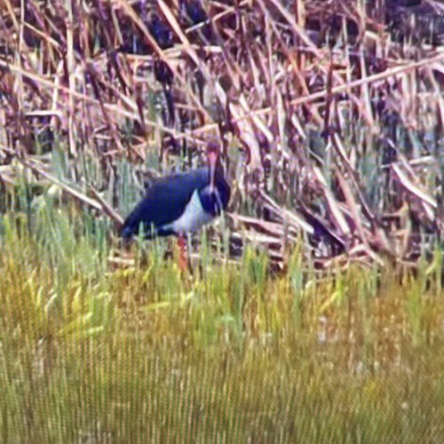 Imagini rare cu barza neagră surprinse în județul Botoșani