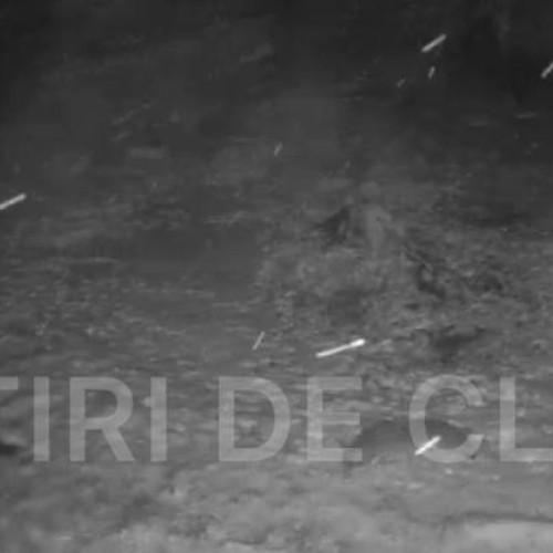 Un lup solitar a fost filmat hoinărind prin zăpadă în județul Cluj