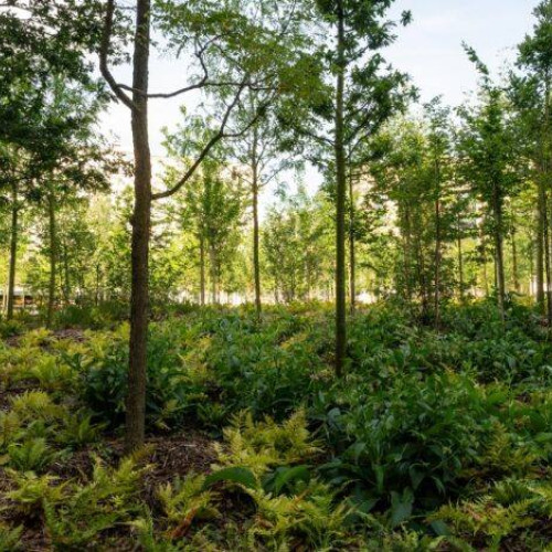 Statul român, proprietar al unei păduri de peste 4.000 de hectare