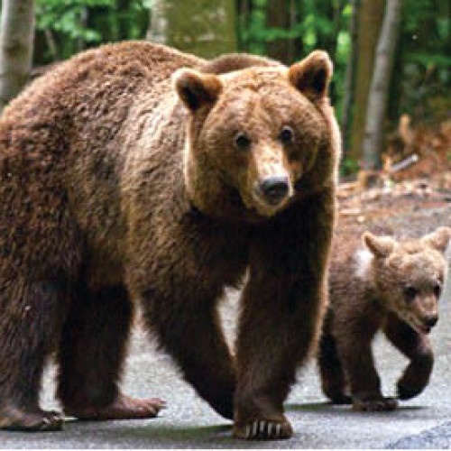 F.T. anunță o nouă inițiativă