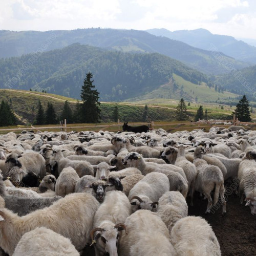 Planuri pentru o fabrică de lână în Olt