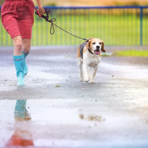 Românii au comandat aproape 1,5 milioane de articole pentru hrana animalelor de companie