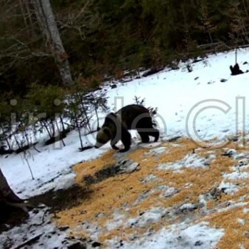 Urs surprins în fondul cinegetic Giurcuta, judetul Cluj