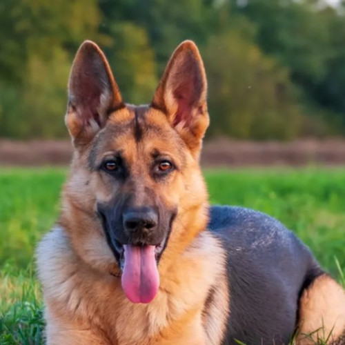 Introducerea unei taxe pe câini stârnește controverse în Salcea