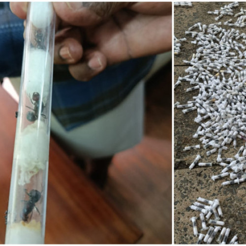 Patru bărbați au pledat vinovați pentru contrabanda cu furnici rare în Kenya