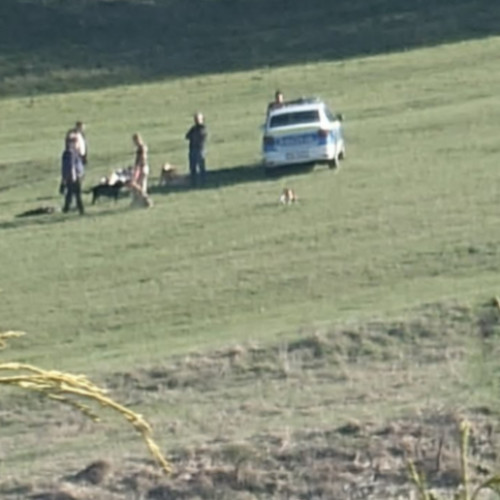 Ancheta începută de polițiști în cazul unei femei atacate de câini în Florești