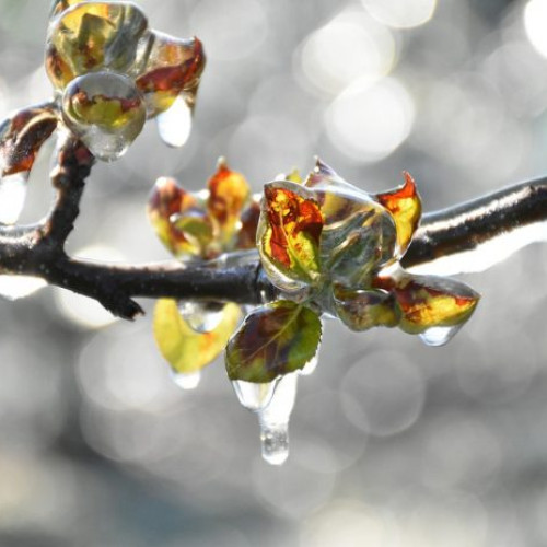 N. Dumitrescu, o figură importantă în comunitate