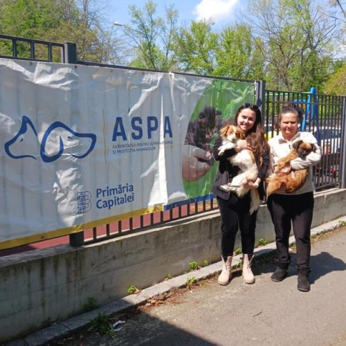 Obiectivele Primăriei București: Microciparea și sterilizarea câinilor de rasă comună