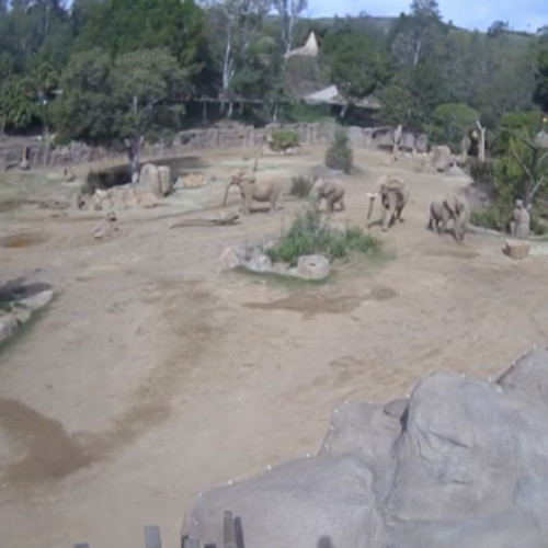 Elefanții africani de la Grădina Zoologică din San Diego, protejați după cutremur
