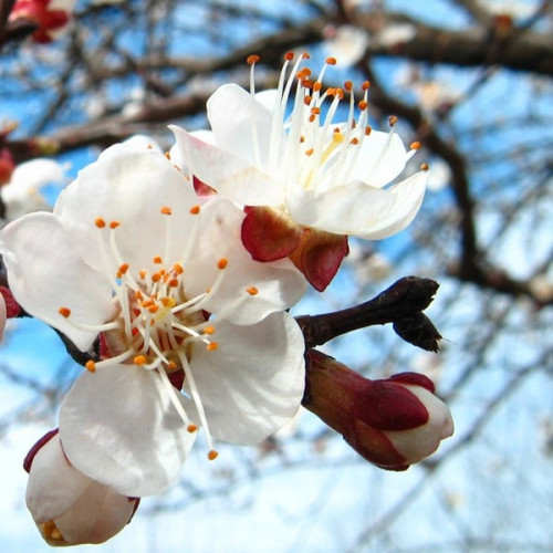 Prognoza meteo: Temperaturile vor depăși valorile obișnuite până în mai