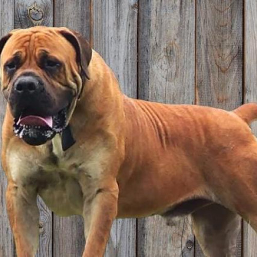 Locuitorii străzii Narciselor din Valea Fănațelor trăiesc în teroare din cauza unui câine agresiv