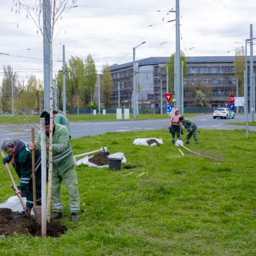 Campania de primăvară pentru plantări de copaci la Galați se apropie de final