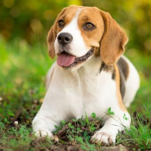 Primăria Huedin lansează program de sterilizare gratuită pentru câini