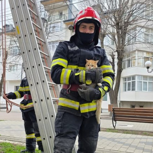 Pisica salvata de pompierii din Saveni dupa doua zile in copac