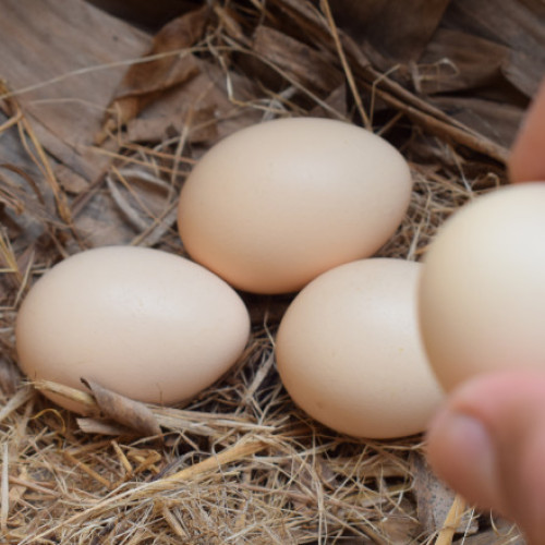 Oamenii din Țările de Jos avertizați să evite ouăle din curte din cauza PFAS
