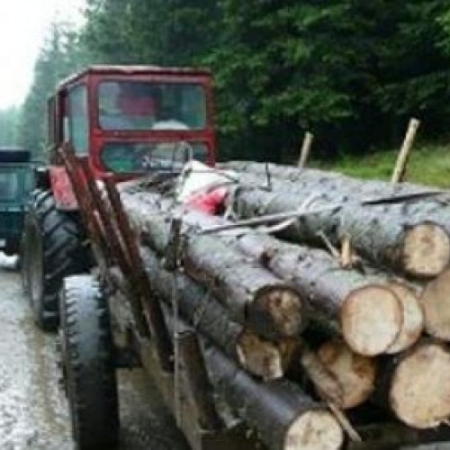 Percheziții la Săcele pentru infracțiuni silvice