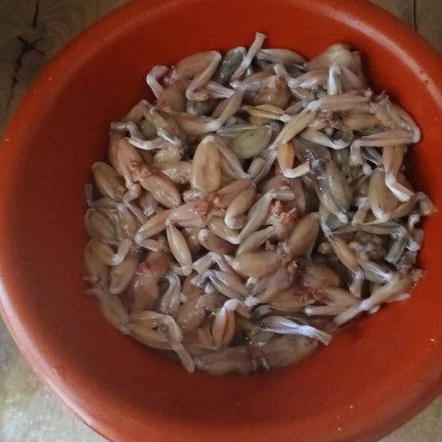 Masacrarea broaștelor pentru consum amenință ecosistemele