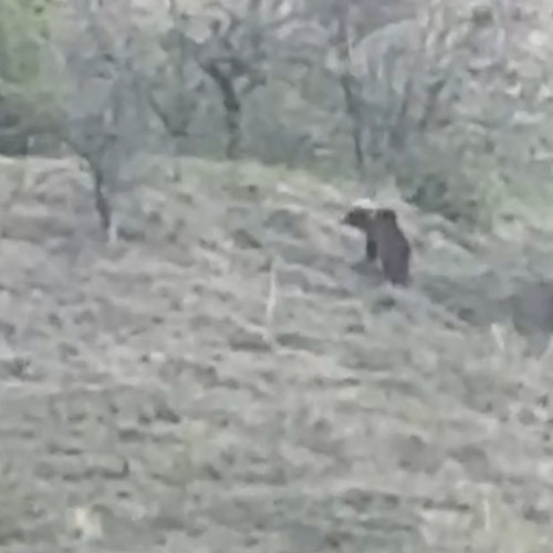 Urgență în Viisoara din județul Cluj: Prezența unui urs stârnește alarma